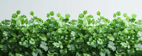 Green cilantro leaves, fresh and fragrant, flat design, white background, sharp details, 4K hyperrealistic illustration