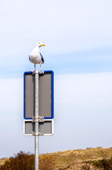 Möwe auf dem Schild