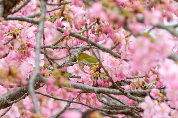 満開の桜とメジロの美しい調和