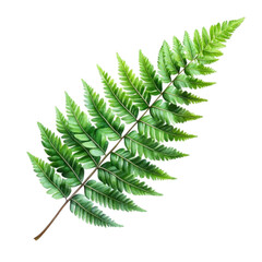 A fresh green fern leaf
