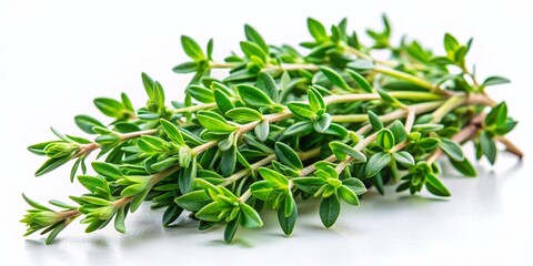 Fototapeta premium Macro Thyme Sprig Design: Intricate Botanical Detail for Seasonal Stationery