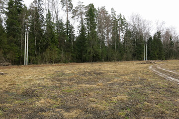 field with dry grass and pine trees in early spring