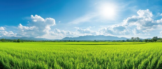 Vibrant green rice field under a bright blue sky with fluffy clouds and sun shining.
