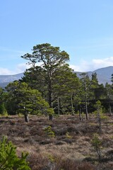 View of lush green pine trees and heather under a clear blue sky in the Cairngorms National Park