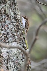 Brown creeper bird clings to a lichen-covered tree trunk in a forest setting