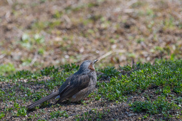 ヒヨドリの自然な姿