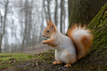 Gomel Park on a beautiful autumn day, alleys, benches, lots of trees, ancient architecture.