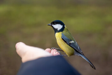 Naklejka premium Gomel Park on a beautiful autumn day, alleys, benches, lots of trees, ancient architecture.