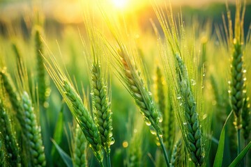 Fototapeta premium Lush Green Cereal Crop Close-Up: Vibrant Field of Wheat Stalks