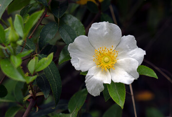 Cherokee Rose, Rosa laevigata, in full bloom against a dark background, the Cherokee rose is a white fragrant rose and considered an invasive species in the United States and other regions.