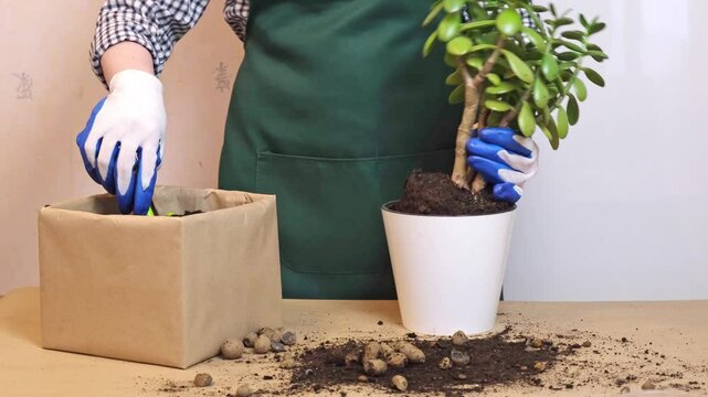 Hands wearing gloves carefully transfer a small plant into a pot using a green trowel. Soil and pebbles spread around, highlighting a detailed gardening process indoors.