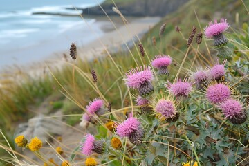 Pink Thistle Wildflowers on Coastal Dunes Overlooking Beach and Ocean