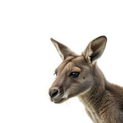Fototapeta premium kangaroo isolated on transparent background. kangaroo png