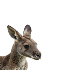 Fototapeta premium kangaroo isolated on transparent background. kangaroo png