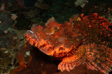 A close-up picture of the head of a red scorpionfish in profile at the Verde island drop-off, Philippines