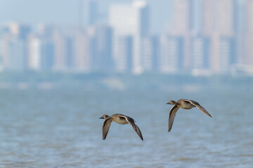 Two Northern Pintails in synchronized flight. City high-rise buildings in background.