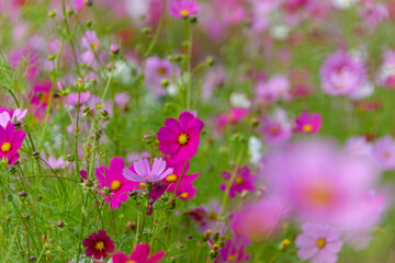 満開のコスモス畑