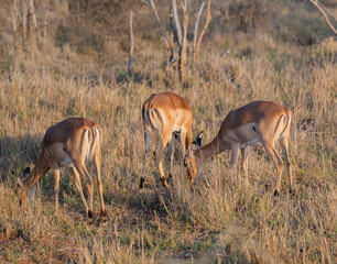 Afrikanische Tiere Impalas auch Schwarzfersenantilope oder Schwarznasenimpala genannt, im Busch vom...