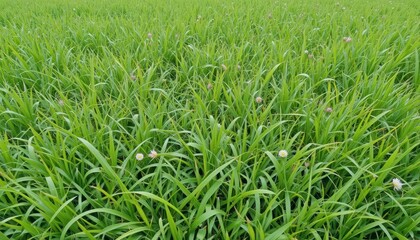 Obraz premium Lush green grass fields rural area nature photography open landscape aerial view serenity