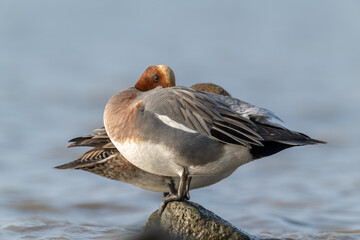 Wigeon Pair: Male and Female Ducks Perched on Rocky Outcrop
