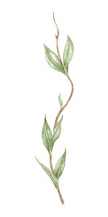Willow Branch with Young Leaves. Botanical watercolor of spring green willow leaves on a branch. Perfect for wallpaper, banners, textiles, postcards, or wrapping paper