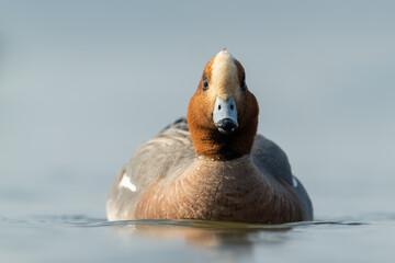 Eurasian Wigeon Drake Portrait in Golden Morning Light