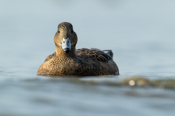 Female Mallard Duck Swimming in Serene Blue Waters