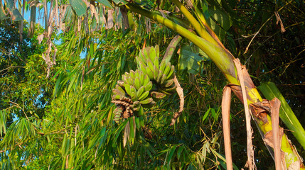 Many banana fruits grow on a banana tree with green leaves in a tropical fore