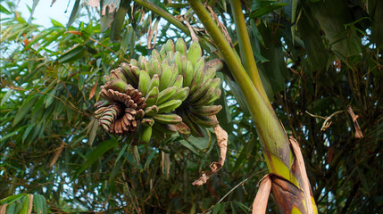 Many banana fruits grow on a banana tree with green leaves in a tropical fore
