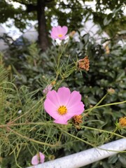 pink flowers in the garden