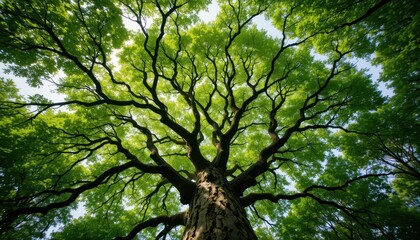 Obraz premium Majestic tree canopy forest nature photography lush environment low angle growth and renewal