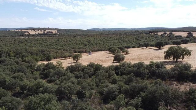Aerial Drone View of the Boundary Between Dehesa and Mediterranean Forest in La Mancha During Summer - 647
