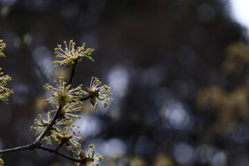 庭のサンシュユ