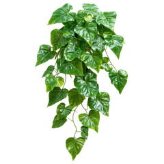 green leaves from Java  isolated on a white backround. cutout and no shadow 