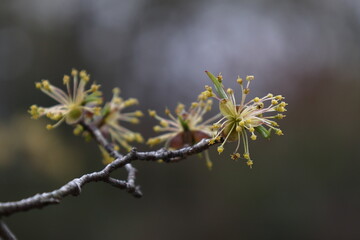 庭のサンシュユ