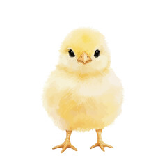 Obraz premium Baby Chick: An adorable, fluffy yellow baby chick stands facing the viewer, its tiny features and soft texture captured in a cute and captivating illustration.