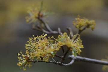 庭のサンシュユ