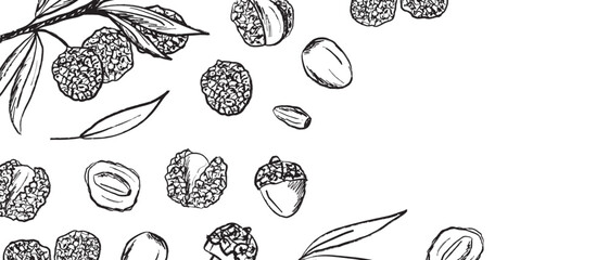 Lychee fruits background frame in black brush stroke texture isolated on white background. Hand drawn vector sketch illustration in vintage charcoal ink. Package design, Litchi chinensis