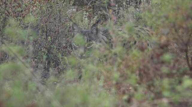 Iberian Lynx Hidden Among the Underbrush Licking Itself and Starting to Walk - 729
