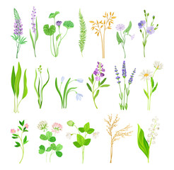 Wildflower and Meadow Flora with Stem Vector Set