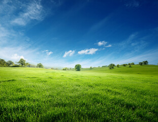 Fototapeta premium Generated image 風にそよぐ新緑