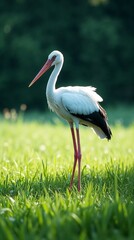 Fototapeta premium Graceful stork standing tall in a lush green field during golden hour