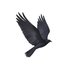Fototapeta premium Black bird in flight, isolated on a white background.