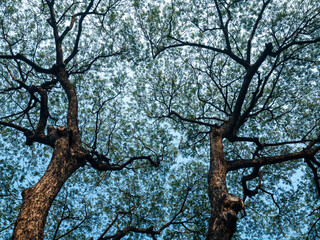 Looking up Trees Branches and leaves blowing in the wind with blue sky.