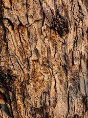Tree Bark Texture detailed close-up for nature background.
