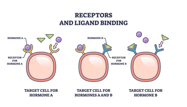 Receptors and ligand binding involves receptors, ligands, and target cells, transparent background.