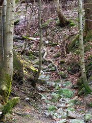 Steep Forest Trail With Exposed Roots and Rocky Terrain in Mountain Wilderness