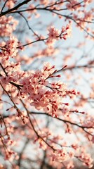 Cherry blossom branches in full bloom with delicate pink flowers against a clear sky and copy space
