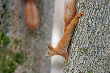 A red fluffy squirrel holds onto a tree trunk on a cloudy spring day in the park. 
