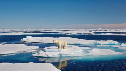 Polar bear on an ice floe
